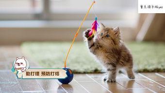 娱乐吃瓜酱猫咪视频,萌态十足，网友直呼“太可爱了！”